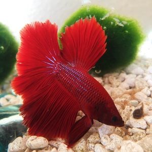 Meet your Posher, Ana